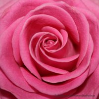 Rosa Ros - Rosor - Skicka blommor i %city%